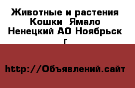 Животные и растения Кошки. Ямало-Ненецкий АО,Ноябрьск г.